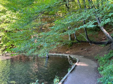 Plitvice Gölleri Ulusal Parkı 'ndaki göller ve orman boyunca tahta patikalar ve geçitler - Plitvica, Hırvatistan (Drvene staze i setnice u Nacionalnom parku Plitvicka jezera - Hrvatska)