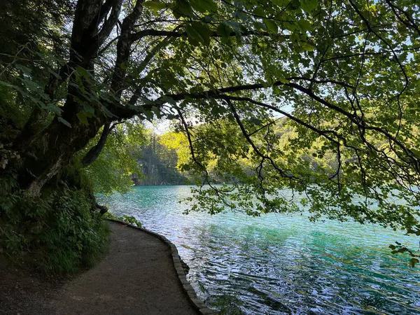 호수를 나무로 경로와 산책로와 플리트비체 공원에서 플리트비차 크로아티아 스테이즈 Setnice — 스톡 사진
