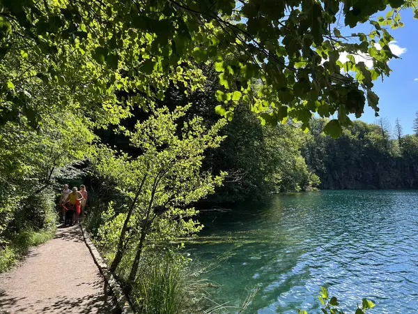 湖に沿って木製の道と歩道 そしてプリトヴィス湖国立公園の森を通って クロアチアのプリトヴィツァ ドレシュ ステージ 私は素敵なユーノプルトゥス プリトヴィツァッカ ヴェーラを設定 — ストック写真