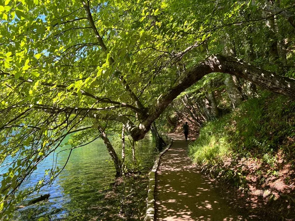 Treveier Gangveier Langs Innsjøene Gjennom Skogen Plitvice Innsjøene Nasjonalpark Plitvica – stockfoto