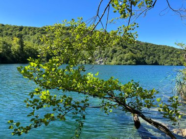 Plitvice Lakes Ulusal Parkı (UNESCO) - Plitvica, Hırvatistan veya Slikoviti krajobrazi i prekrasni motivi u nacionalnom parku Plitvicka jezera - Plitvice, Hrvatska