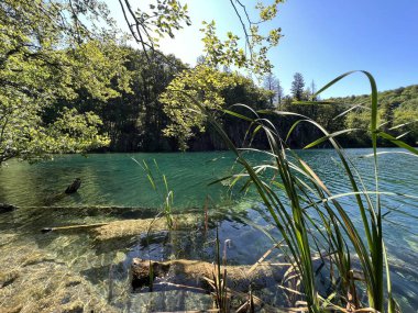 Plitvice Lakes Ulusal Parkı (UNESCO) - Plitvica, Hırvatistan veya Slikoviti krajobrazi i prekrasni motivi u nacionalnom parku Plitvicka jezera - Plitvice, Hrvatska