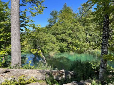 Plitvice Lakes Ulusal Parkı (UNESCO) - Plitvica, Hırvatistan veya Slikoviti krajobrazi i prekrasni motivi u nacionalnom parku Plitvicka jezera - Plitvice, Hrvatska