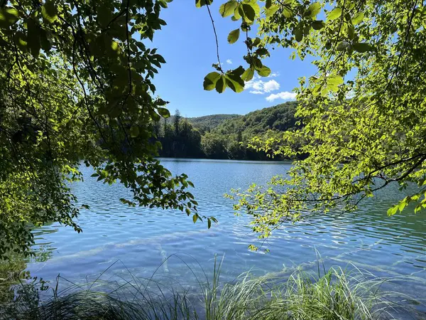 Krajobraz Środowisko Plitwickiego Parku Narodowego Unesco Plitvica Chorwacja Lub Slikoviti — Zdjęcie stockowe