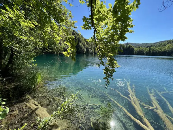 Ландшафт Навколишнє Середовище Національного Парку Озер Плітвиця Юнеско Плітвиця Хорватія — стокове фото