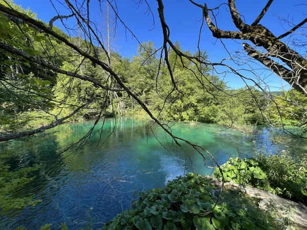 Landskab Miljø Plitvice Lakes National Park Unesco Plitvica Kroatien Eller - Stock-foto