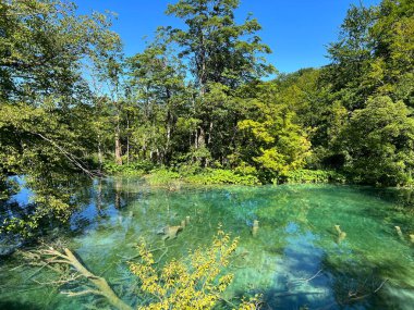 Plitvice Lakes Ulusal Parkı (UNESCO) - Plitvica, Hırvatistan / Slikoviti krajobrazi i prekrasni motivi iz nacionalnog parka Plitvicka jezera - Plitvice, Hrvatska