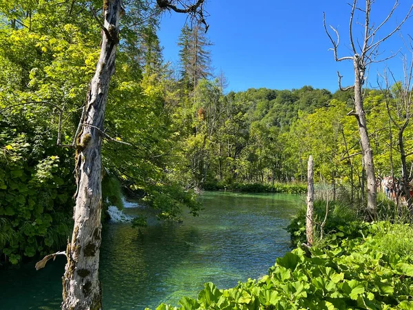 プリトヴィス湖国立公園 ユネスコ の風景と環境 プリトヴィツィカ クロアチア クロアチア プロヴィツィツォコブラジーイスラスナヴィヴィヴィヴィツィオスカパリトヴィツェーラ プリトヴィツィツェス — ストック写真
