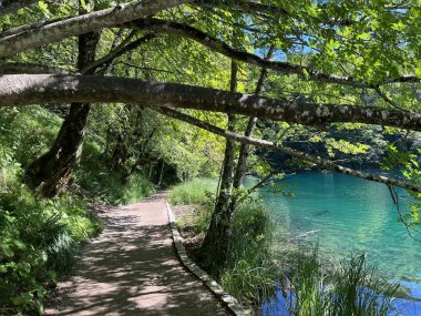 Plitvice Gölleri Ulusal Parkı 'ndaki göller ve orman boyunca tahta patikalar ve geçitler - Plitvica, Hırvatistan (Drvene staze i setnice u Nacionalnom parku Plitvicka jezera - Hrvatska)