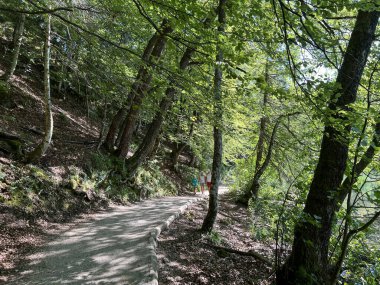 Plitvice Gölleri Ulusal Parkı 'ndaki göller ve orman boyunca tahta patikalar ve geçitler - Plitvica, Hırvatistan (Drvene staze i setnice u Nacionalnom parku Plitvicka jezera - Hrvatska)