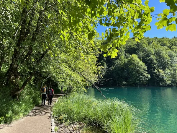 Plitvice Gölleri Ulusal Parkı 'ndaki göller ve orman boyunca tahta patikalar ve geçitler - Plitvica, Hırvatistan (Drvene staze i setnice u Nacionalnom parku Plitvicka jezera - Hrvatska)