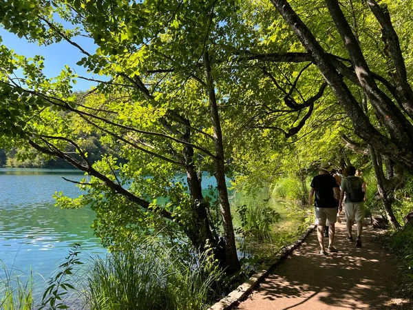 Plitvice Gölleri Ulusal Parkı 'ndaki göller ve orman boyunca tahta patikalar ve geçitler - Plitvica, Hırvatistan (Drvene staze i setnice u Nacionalnom parku Plitvicka jezera - Hrvatska)