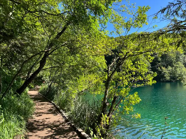 Plitvice Gölleri Ulusal Parkı 'ndaki göller ve orman boyunca tahta patikalar ve geçitler - Plitvica, Hırvatistan (Drvene staze i setnice u Nacionalnom parku Plitvicka jezera - Hrvatska)