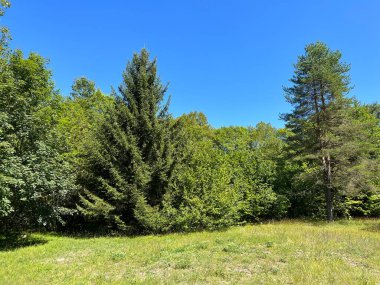 Plitvice Lakes Ulusal Parkı 'nda çayırları ve ormanları olan manzaralar - Plitvice, Hırvatistan (Slikoviti krajolici s travnjacima i sumom u nacionalnom parku Plitvicka jezera - Hrvatska)