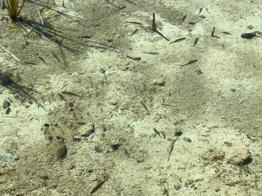 Plitvice Gölleri Ulusal Parkı, UNESCO Doğal Mirası - Plitvica, Hırvatistan (Flora i fauna u nacionalnom parku Plitvicka jezera - Hrvatska)