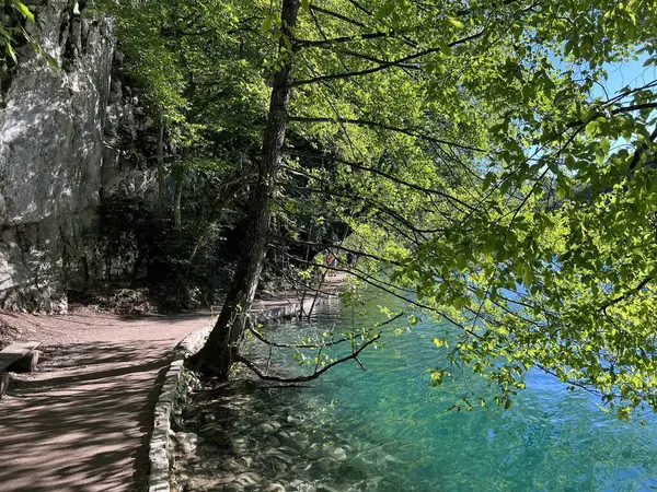 Plitvice Gölleri Ulusal Parkı 'ndaki göller ve orman boyunca tahta patikalar ve geçitler - Plitvica, Hırvatistan (Drvene staze i setnice u Nacionalnom parku Plitvicka jezera - Hrvatska)