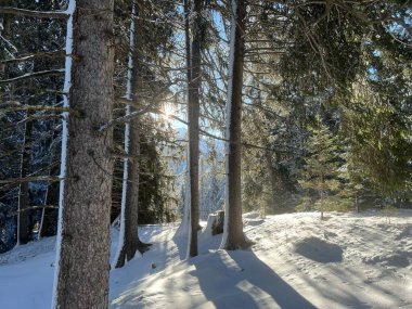 İsviçre Alpleri 'ndeki Valbella ve Lenzerheide tatil beldeleri üzerinde kar yağışı sonrası tipik bir kış atmosferindeki alp ağaçlarının resimli gölgeleri - İsviçre Grison Kantonu, İsviçre (Kanton Graubuenden, Schweiz)