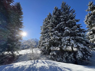 İsviçre Alpleri 'ndeki Valbella ve Lenzerheide tatil beldeleri üzerinde kar yağışı sonrası tipik bir kış atmosferindeki alp ağaçlarının resimli gölgeleri - İsviçre Grison Kantonu, İsviçre (Kanton Graubuenden, Schweiz)