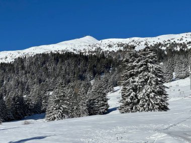 İsviçre Alpleri 'ndeki Valbella ve Lenzerheide tatil beldeleri üzerinde kar yağışı sonrası tipik bir kış atmosferindeki alp ağaçlarının resimli gölgeleri - İsviçre Grison Kantonu, İsviçre (Kanton Graubuenden, Schweiz)