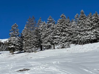 İsviçre Alpleri 'ndeki Valbella ve Lenzerheide tatil beldeleri üzerinde kar yağışı sonrası tipik bir kış atmosferindeki alp ağaçlarının resimli gölgeleri - İsviçre Grison Kantonu, İsviçre (Kanton Graubuenden, Schweiz)