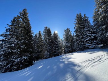 İsviçre Alpleri 'ndeki Valbella ve Lenzerheide tatil beldeleri üzerinde kar yağışı sonrası tipik bir kış atmosferindeki alp ağaçlarının resimli gölgeleri - İsviçre Grison Kantonu, İsviçre (Kanton Graubuenden, Schweiz)