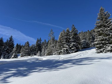 İsviçre Alpleri 'ndeki Valbella ve Lenzerheide tatil beldeleri üzerinde kar yağışı sonrası tipik bir kış atmosferindeki alp ağaçlarının resimli gölgeleri - İsviçre Grison Kantonu, İsviçre (Kanton Graubuenden, Schweiz)