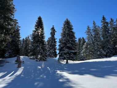 İsviçre Alpleri 'ndeki Valbella ve Lenzerheide tatil beldeleri üzerinde kar yağışı sonrası tipik bir kış atmosferindeki alp ağaçlarının resimli gölgeleri - İsviçre Grison Kantonu, İsviçre (Kanton Graubuenden, Schweiz)
