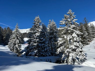 İsviçre Alpleri 'ndeki Valbella ve Lenzerheide tatil beldeleri üzerinde kar yağışı sonrası tipik bir kış atmosferindeki alp ağaçlarının resimli gölgeleri - İsviçre Grison Kantonu, İsviçre (Kanton Graubuenden, Schweiz)
