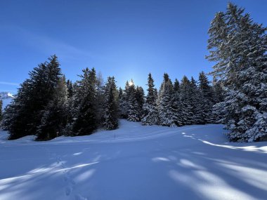 İsviçre Alpleri 'ndeki Valbella ve Lenzerheide tatil beldeleri üzerinde kar yağışı sonrası tipik bir kış atmosferindeki alp ağaçlarının resimli gölgeleri - İsviçre Grison Kantonu, İsviçre (Kanton Graubuenden, Schweiz)