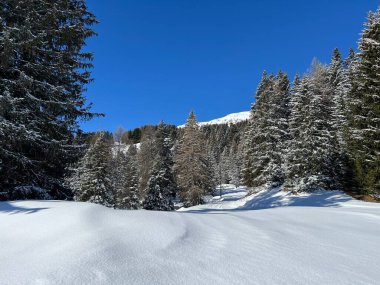 İsviçre Alpleri 'ndeki Valbella ve Lenzerheide tatil beldeleri üzerinde kar yağışı sonrası tipik bir kış atmosferindeki alp ağaçlarının resimli gölgeleri - İsviçre Grison Kantonu, İsviçre (Kanton Graubuenden, Schweiz)