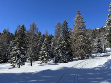 İsviçre Alpleri 'ndeki Valbella ve Lenzerheide tatil beldeleri üzerinde kar yağışı sonrası tipik bir kış atmosferindeki alp ağaçlarının resimli gölgeleri - İsviçre Grison Kantonu, İsviçre (Kanton Graubuenden, Schweiz)