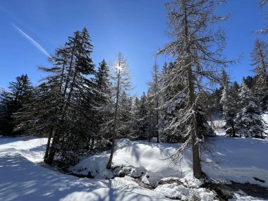 İsviçre Alpleri 'ndeki Valbella ve Lenzerheide tatil beldeleri üzerinde kar yağışı sonrası tipik bir kış atmosferindeki alp ağaçlarının resimli gölgeleri - İsviçre Grison Kantonu, İsviçre (Kanton Graubuenden, Schweiz)