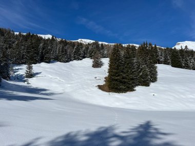 İsviçre Alpleri 'ndeki Valbella ve Lenzerheide tatil beldeleri üzerinde kar yağışı sonrası tipik bir kış atmosferindeki alp ağaçlarının resimli gölgeleri - İsviçre Grison Kantonu, İsviçre (Kanton Graubuenden, Schweiz)
