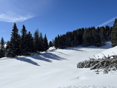 İsviçre Alpleri 'ndeki Valbella ve Lenzerheide tatil beldeleri üzerinde kar yağışı sonrası tipik bir kış atmosferindeki alp ağaçlarının resimli gölgeleri - İsviçre Grison Kantonu, İsviçre (Kanton Graubuenden, Schweiz)