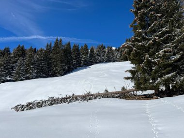 İsviçre Alpleri 'ndeki Valbella ve Lenzerheide tatil beldeleri üzerinde kar yağışı sonrası tipik bir kış atmosferindeki alp ağaçlarının resimli gölgeleri - İsviçre Grison Kantonu, İsviçre (Kanton Graubuenden, Schweiz)