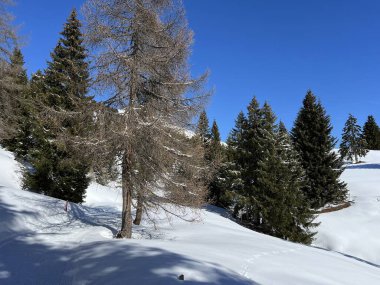 İsviçre Alpleri 'ndeki Valbella ve Lenzerheide tatil beldeleri üzerinde kar yağışı sonrası tipik bir kış atmosferindeki alp ağaçlarının resimli gölgeleri - İsviçre Grison Kantonu, İsviçre (Kanton Graubuenden, Schweiz)