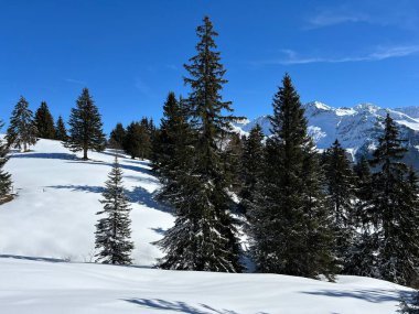 İsviçre Alpleri 'ndeki Valbella ve Lenzerheide tatil beldeleri üzerinde kar yağışı sonrası tipik bir kış atmosferindeki alp ağaçlarının resimli gölgeleri - İsviçre Grison Kantonu, İsviçre (Kanton Graubuenden, Schweiz)