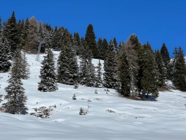İsviçre Alpleri 'ndeki Valbella ve Lenzerheide tatil beldeleri üzerinde kar yağışı sonrası tipik bir kış atmosferindeki alp ağaçlarının resimli gölgeleri - İsviçre Grison Kantonu, İsviçre (Kanton Graubuenden, Schweiz)