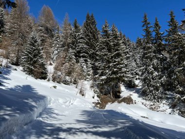 İsviçre Alpleri 'ndeki Valbella ve Lenzerheide tatil beldeleri üzerinde kar yağışı sonrası tipik bir kış atmosferindeki alp ağaçlarının resimli gölgeleri - İsviçre Grison Kantonu, İsviçre (Kanton Graubuenden, Schweiz)