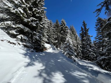 İsviçre Alpleri 'ndeki Valbella ve Lenzerheide tatil beldeleri üzerinde kar yağışı sonrası tipik bir kış atmosferindeki alp ağaçlarının resimli gölgeleri - İsviçre Grison Kantonu, İsviçre (Kanton Graubuenden, Schweiz)