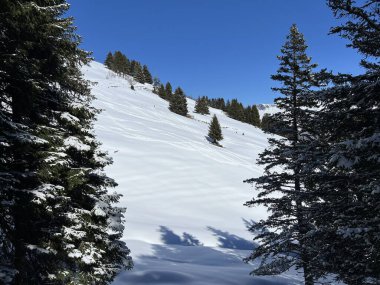 İsviçre Alpleri 'ndeki Valbella ve Lenzerheide tatil beldeleri üzerinde kar yağışı sonrası tipik bir kış atmosferindeki alp ağaçlarının resimli gölgeleri - İsviçre Grison Kantonu, İsviçre (Kanton Graubuenden, Schweiz)