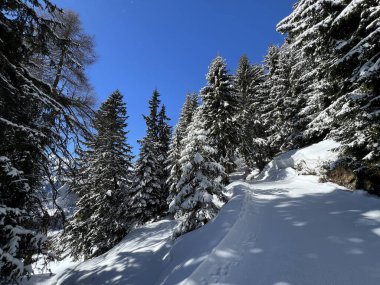 İsviçre Alpleri 'ndeki Valbella ve Lenzerheide tatil beldeleri üzerinde kar yağışı sonrası tipik bir kış atmosferindeki alp ağaçlarının resimli gölgeleri - İsviçre Grison Kantonu, İsviçre (Kanton Graubuenden, Schweiz)