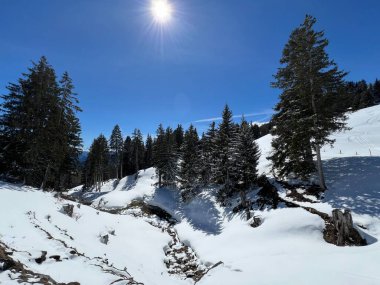 İsviçre Alpleri 'ndeki Valbella ve Lenzerheide tatil beldeleri üzerinde kar yağışı sonrası tipik bir kış atmosferindeki alp ağaçlarının resimli gölgeleri - İsviçre Grison Kantonu, İsviçre (Kanton Graubuenden, Schweiz)