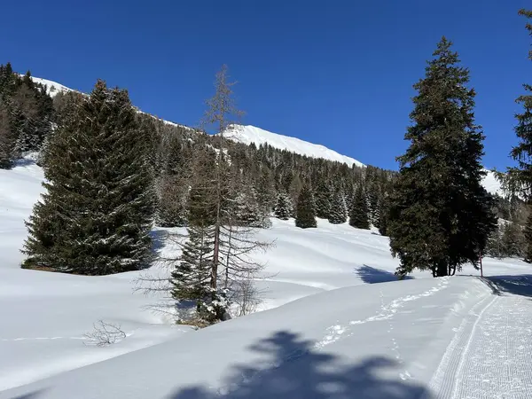 İsviçre Alpleri 'ndeki Valbella ve Lenzerheide tatil beldeleri üzerinde kar yağışı sonrası tipik bir kış atmosferindeki alp ağaçlarının resimli gölgeleri - İsviçre Grison Kantonu, İsviçre (Kanton Graubuenden, Schweiz)