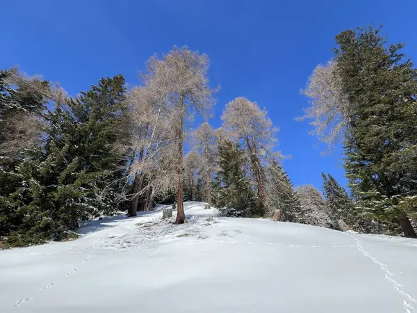 İsviçre Alpleri 'ndeki Valbella ve Lenzerheide tatil beldeleri üzerinde kar yağışı sonrası tipik bir kış atmosferindeki alp ağaçlarının resimli gölgeleri - İsviçre Grison Kantonu, İsviçre (Kanton Graubuenden, Schweiz)