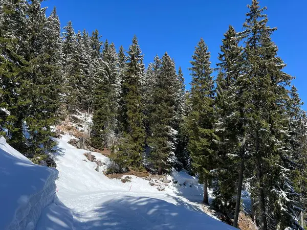 İsviçre Alpleri 'ndeki Valbella ve Lenzerheide tatil beldeleri üzerinde kar yağışı sonrası tipik bir kış atmosferindeki alp ağaçlarının resimli gölgeleri - İsviçre Grison Kantonu, İsviçre (Kanton Graubuenden, Schweiz)