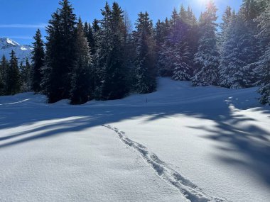 İsviçre Alpleri 'ndeki Valbella ve Lenzerheide tatil beldelerinin üzerindeki kar yağışı sonrası harika kış yürüyüş yolları ve izler İsviçre' nin Grisonlar Kantonu (Schweiz)