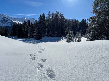 Wonderful winter hiking trails and traces after the winter snowfall above the tourist resorts of Valbella and Lenzerheide in the Swiss Alps - Canton of Grisons, Switzerland (Schweiz)