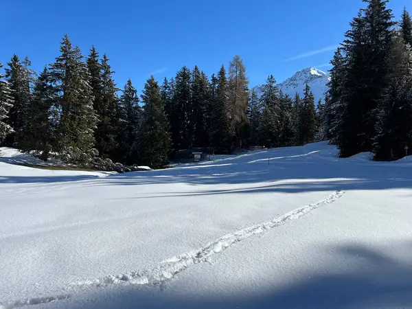 İsviçre Alpleri 'ndeki Valbella ve Lenzerheide tatil beldelerinin üzerindeki kar yağışı sonrası harika kış yürüyüş yolları ve izler İsviçre' nin Grisonlar Kantonu (Schweiz)
