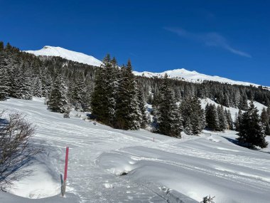 İsviçre Alpleri 'ndeki Valbella ve Lenzerheide tatil beldeleri bölgesinde yürüyüş, yürüyüş, yürüyüş, spor ve dinlenme için mükemmel bir şekilde düzenlenmiş ve temizlenmiş kış patikaları - İsviçre Grison Kantonu, İsviçre (Kanton Graubuenden, Schweiz)